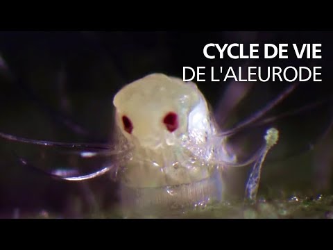 Vidéo: Aleurode Ennuyeux