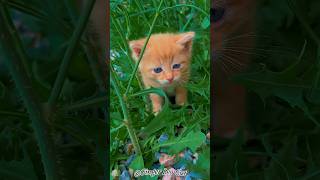 Cat In Nature 💚