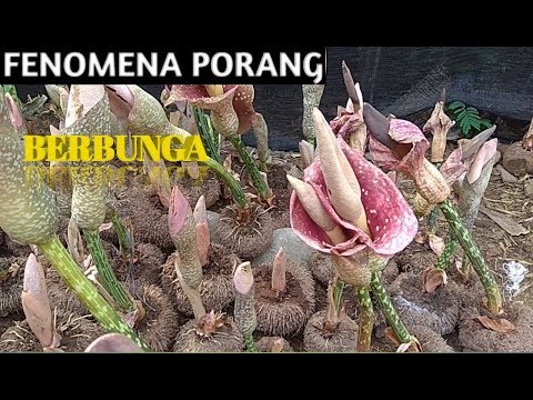 Video: Informasi Pohon Lacquer - Pelajari Tentang Pohon Lacquer Asia