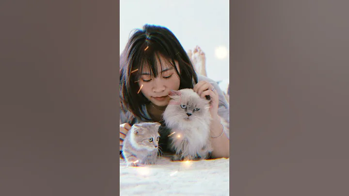 Video 7100991: siamese cat, siamese balinese, balinese cat breed, cats balinese kittens, cat facts, longing