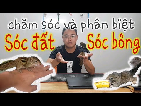 Video Sóc | Giới thiệu sóc đất & sóc bông | Hướng dẫn nuôi... - youtube