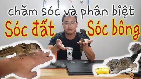 Sóc | Giới thiệu sóc đất & sóc bông | Hướng dẫn nuôi sóc | House Animal TV