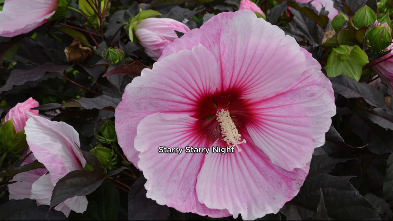 Cottage Farms 3 Pc Tropical Paradise Hardy Hibiscus Collection On