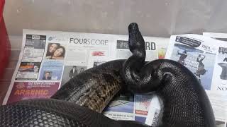 Sumatran shorttail python 'python curtus'