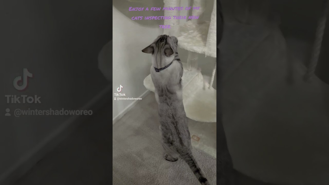 My cats inspecting their new tree 