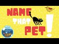 Pet Identification Quiz