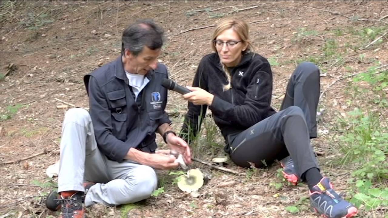 Russula cyanoxantha @ Conoscere i funghi 09.09.20156
