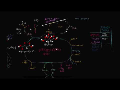 უჯრედული სუნთქვის მიმოხილვა