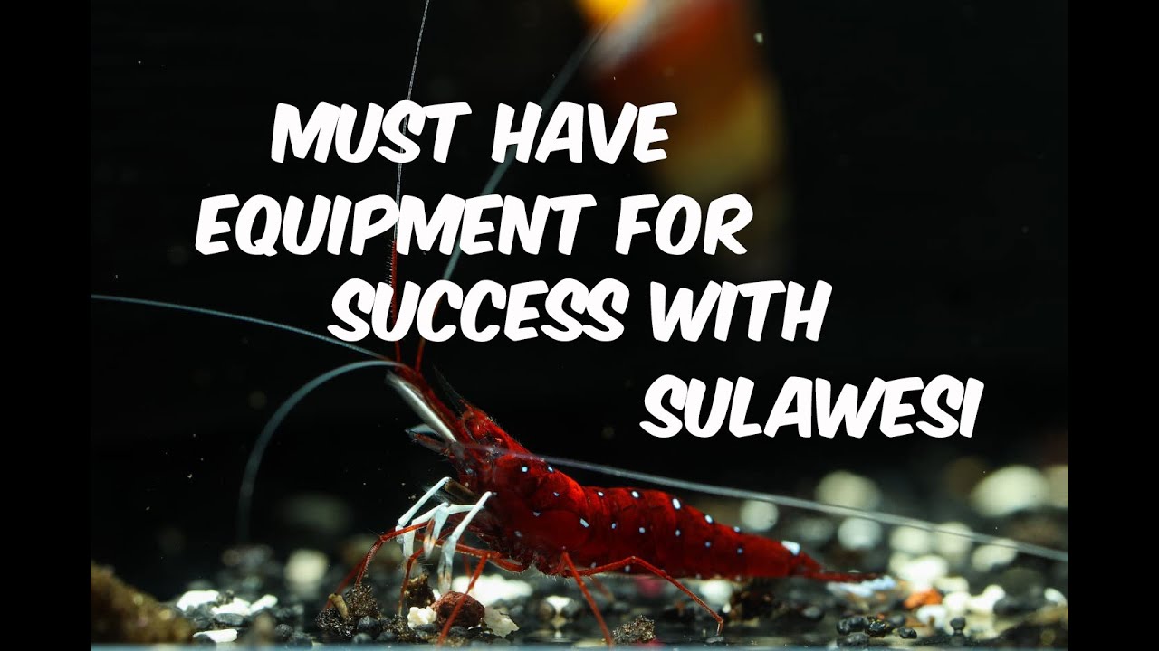 Никогда не ошибайтесь с креветками на Сулавеси: необходимое оборудование для успеха на Сулавеси