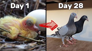 Baby Pigeons Growing | Four Weeks Day by Day screenshot 3