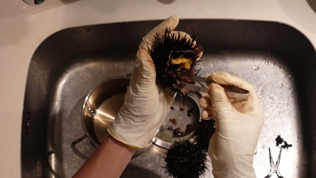 殻ウニのさばき方 #ウニ - YouTube