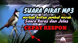 Suara pikat merbah hutan jambul merah MP3 Suara kerah dan super jelas