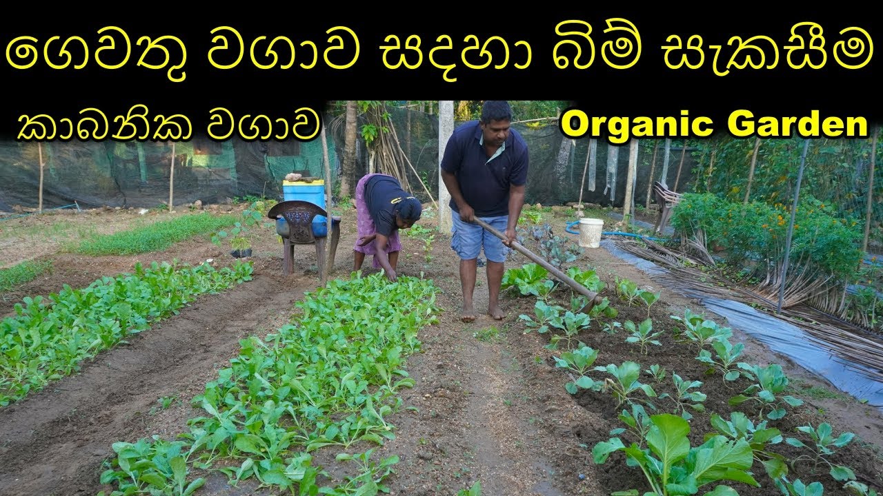 කාබනික ගෙවතුවගාව සදහා බිම් සකස්කිරීම Preparing land for organic gardening Organic gardening SriLanka