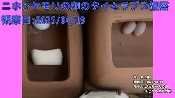 【Memorandum】 2025年04月19日 RPi-Cam-Web-Interfaceを用いたニホンヤモリの卵のTimelapse観察