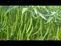 ताज़ा मिर्च की पैदावार||Fresh Chili Harvest||#allagroinformation||