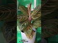 So inlove😍☘️ #aglaonema #aglaonemalovers #indoorplants #plantlover #naturelittlesanctuary