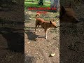 Dog # indian dog # Indies # street dog # viral short # trend short # trending #