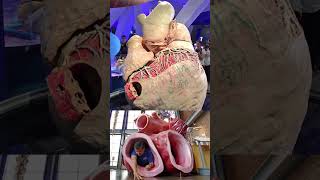 La Ballena Azul, El Animal Más Grande Del Planeta