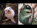 Cute Baby Animals That Can Melt Even A Snow Queen’s Heart