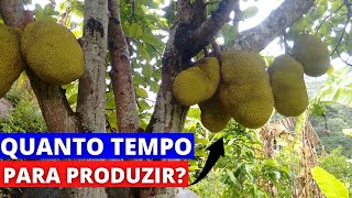 Quanto Tempo Demora Para Um Pé De Jaca Produzir