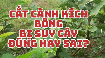 Guava18. Cắt tỉa cành kích ra hoa Ổi làm Ổi bị suy cây...? #KyThuatTrongOiHakiOfficial