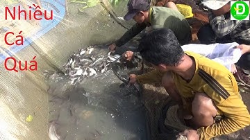 550  Dở Chà Miền Tây - Cách Bắt Cá Từ Xưa Của Người Dân Miền Tây | Đất Phương Nam