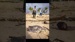 Dead Turtles Washing up on BALIs Beaches - Indonesia - With Photojournalist, Sean Gallagher