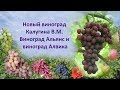 Новый виноград Калугина  Виноград Альянс и виноград Алвика