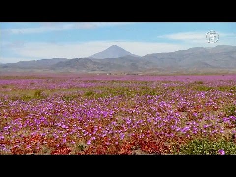 Зацвела самая засушливая пустыня планеты - Атакама (новости)