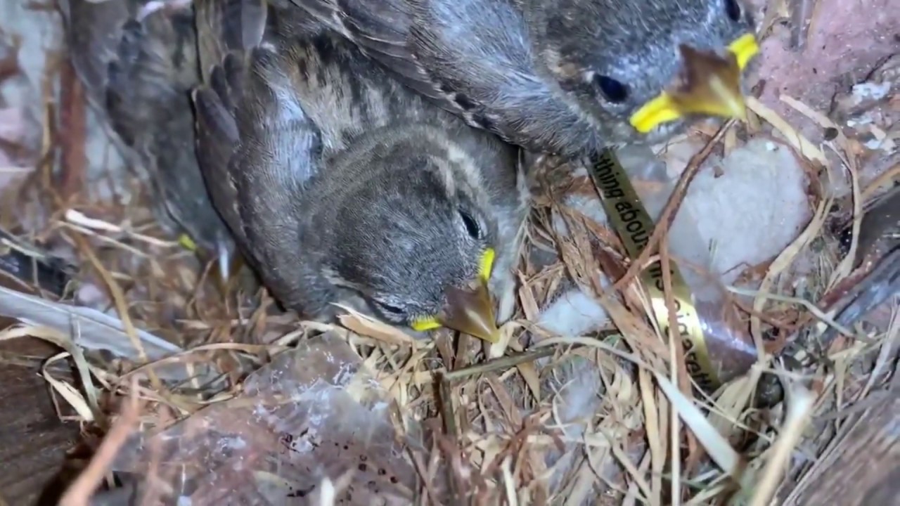 little sparrow, baby sparrow in nest no copyright video free stock video
