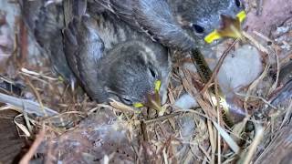 little sparrow, baby sparrow in nest no copyright video free stock video screenshot 5
