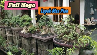 KELAS KONTES ‼️CEK HARGA BONSAI DI RUMAH PAS PIAN