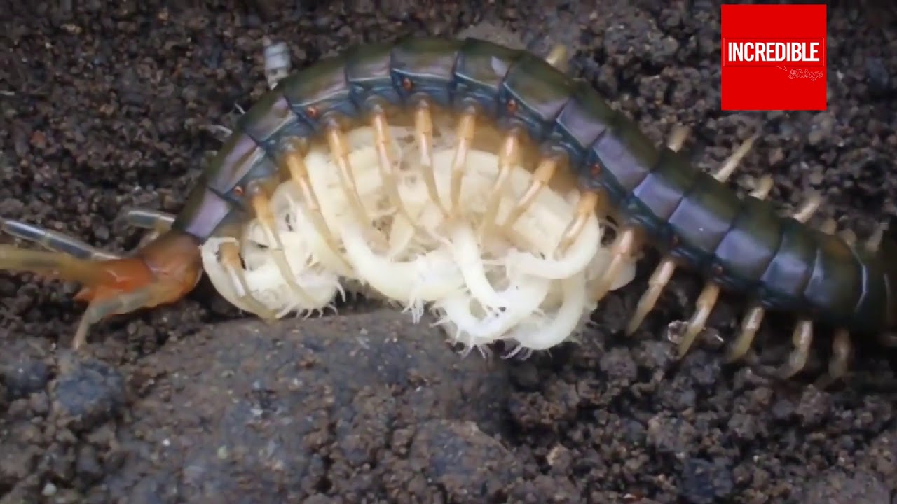 Do You See Centipedes Giving Birth | Timelapse & Closeup - YouTube