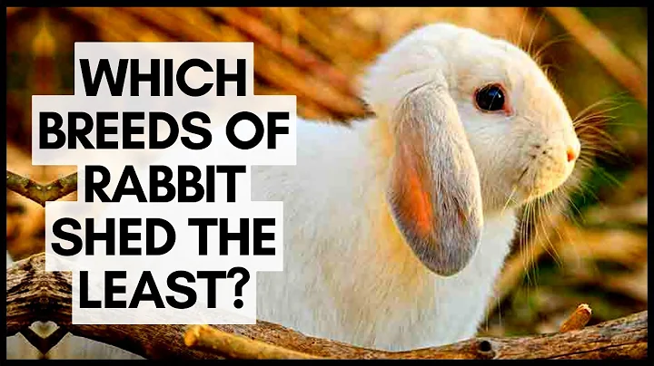 Which Breeds Of Rabbit Shed The Least?