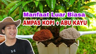 Manfaat Dahsyat Abu + Ampas Kopi untuk Tanaman