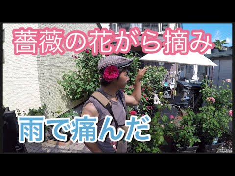 薔薇の花がら摘み の巻き Youtube