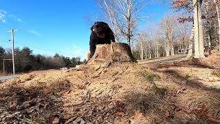 Cut stump top off with Jonsered 2258.