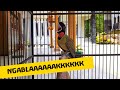 Burung Samyong NTT Gacor Full Isian Cocok Untuk Masteran Murai Batu