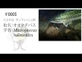 ＃0005オオクチバス
