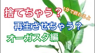 オーガスタの再生