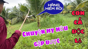 CÂU VỊT GẶP PHẢI CON CÁ LÓC NHÌN SỢ DÃ MAN || NDK Vlogs