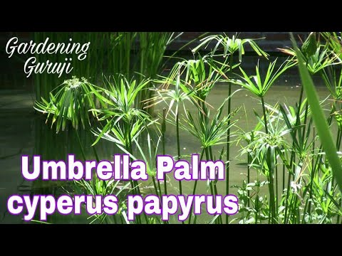 how to grow and care umbrella Palm||cyperus papyrus