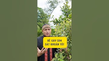 Rễ cây sim sát khuẩn kháng viêm cực tốt