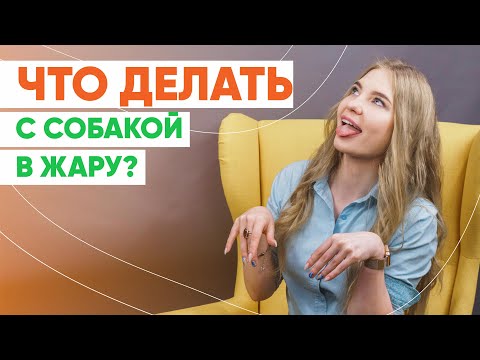 Что делать с собакой в жару?