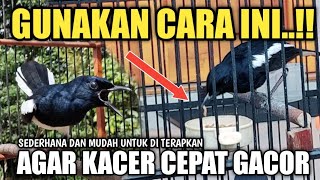 BEGINI..!! CARA MUDAH AGAR KACER CEPAT GACOR | Mbagong Channel