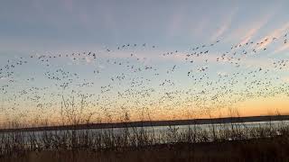 Snow  Geese