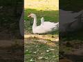Geese #shorts