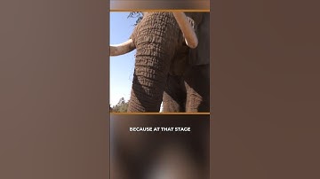 Cameraman Pinned by a Giant Elephant in Musth! 💥