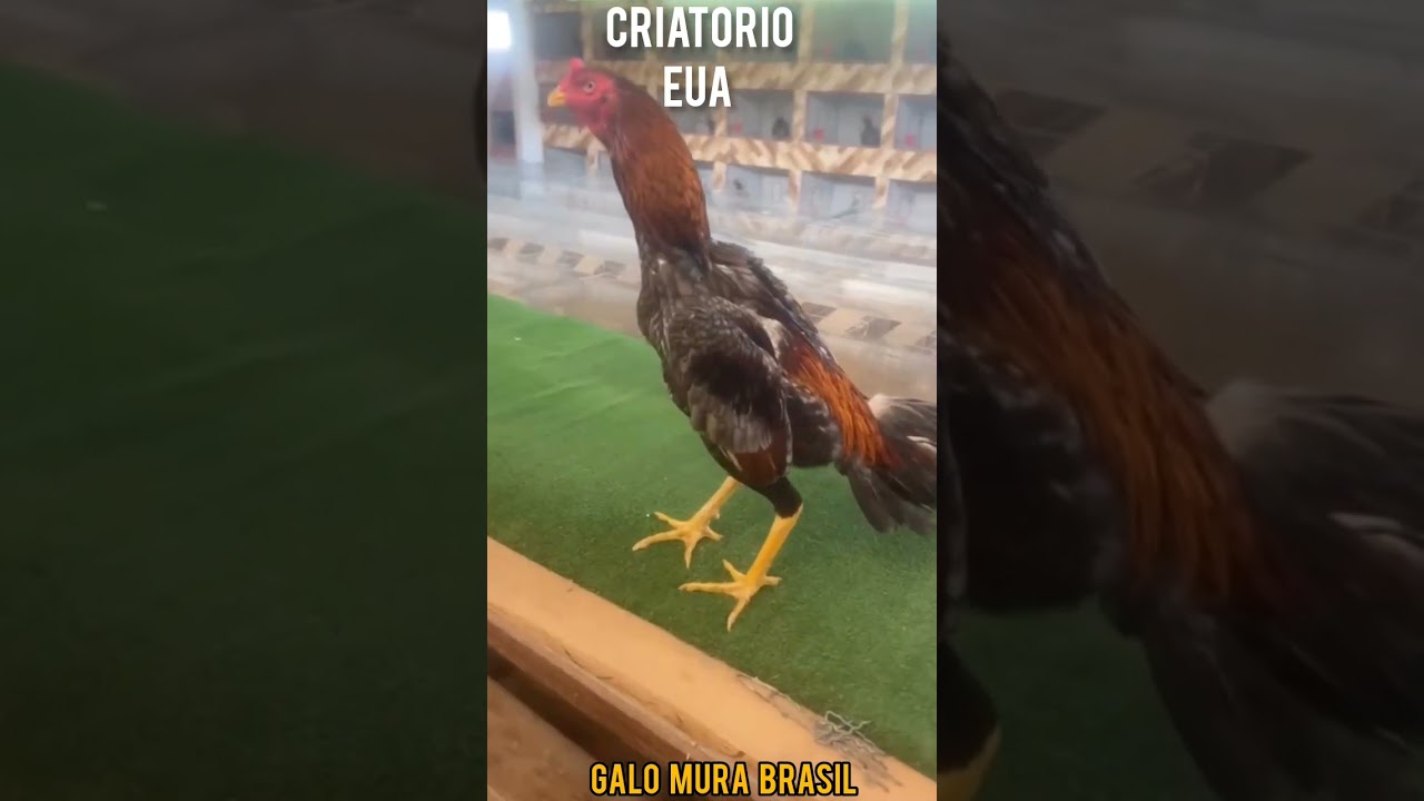 CRIATORIO EUA CRIATORIO DE GALOS MURA COMBATENTE BRASIEIRO #galismo #galoscombatentes #pisca #agro