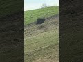 YOLDA GİDERKEN SİZLERLE PAYLAŞMAK İSTEDİĞİM BİR VİDEO #shortvideo #automobile #ciftci #shorts #cow #